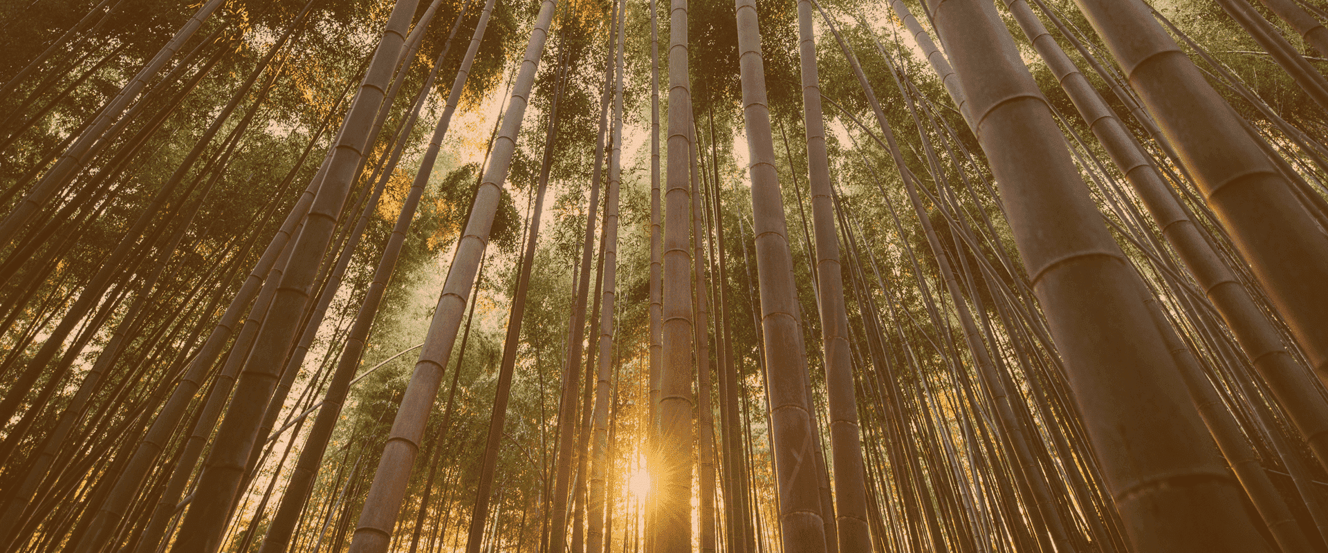 Bamboo Corporate Social Responsibility